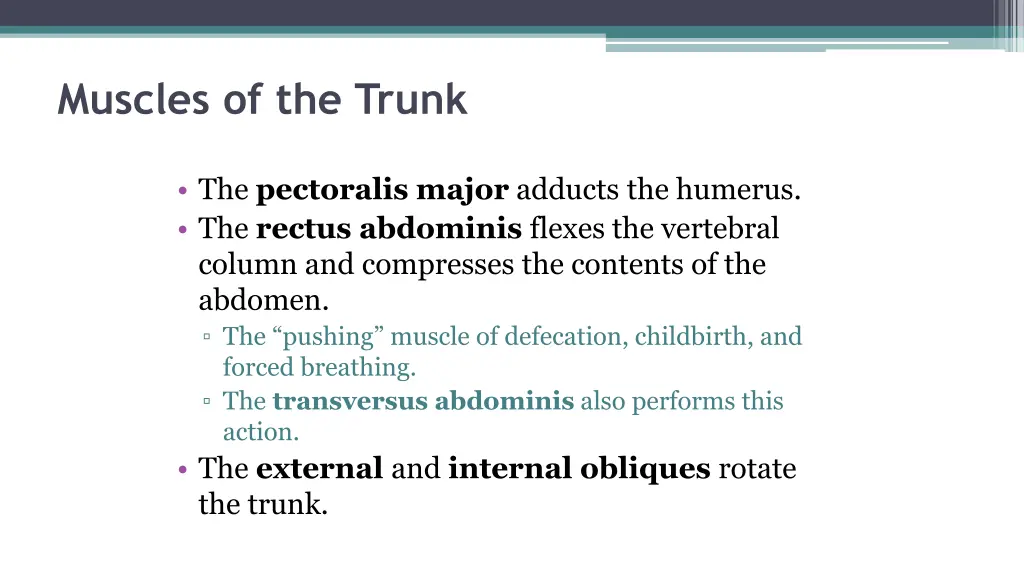 muscles of the trunk