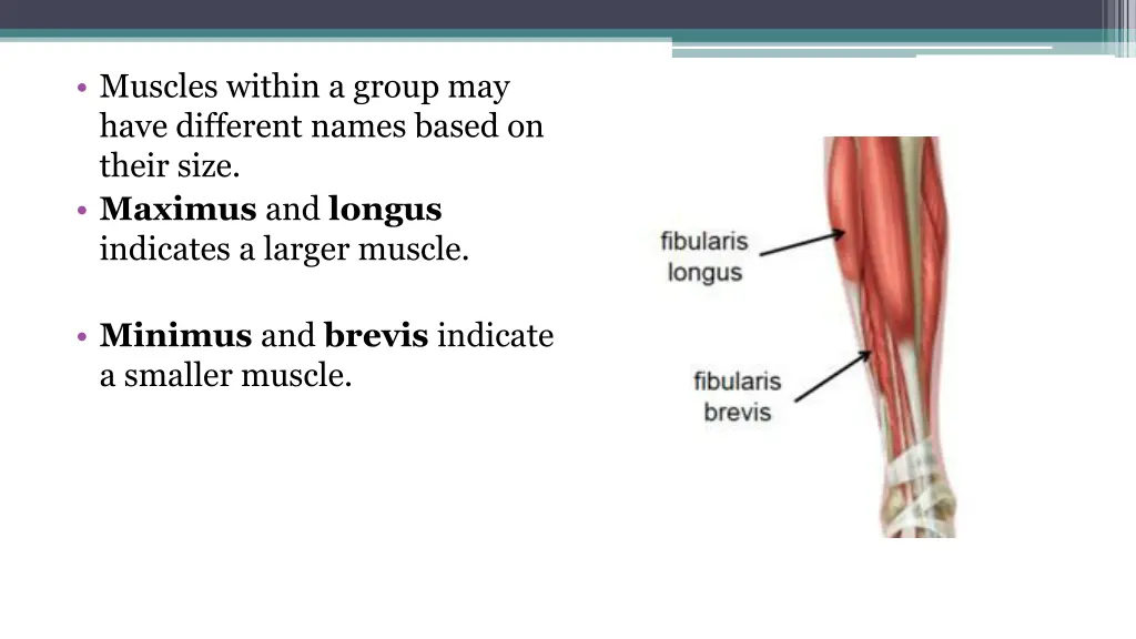 muscles within a group may have different names