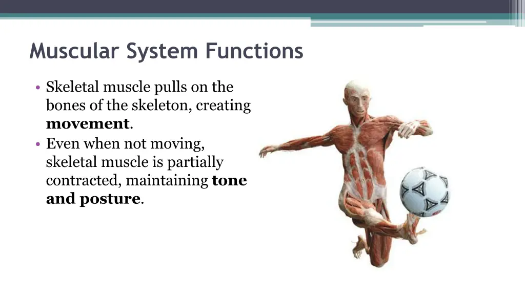 muscular system functions