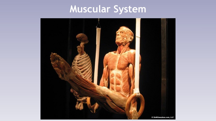 muscular system