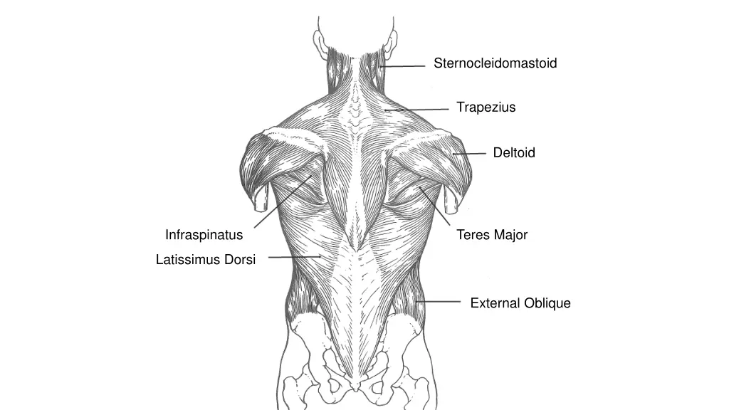 sternocleidomastoid 1