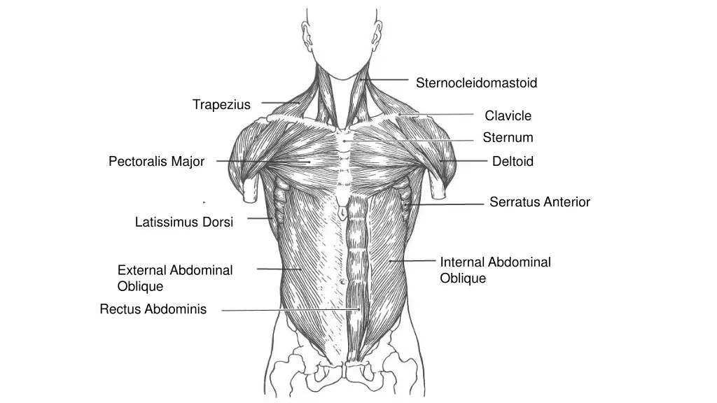 sternocleidomastoid