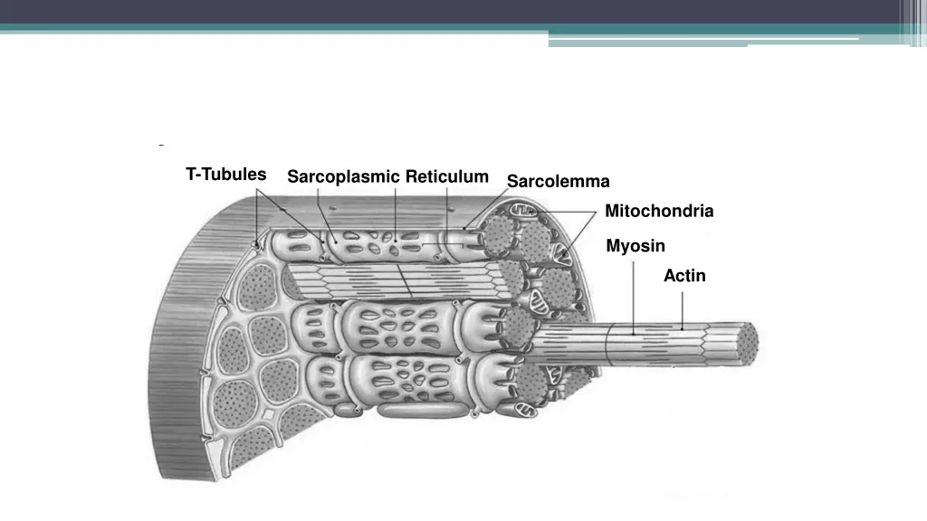 t tubules