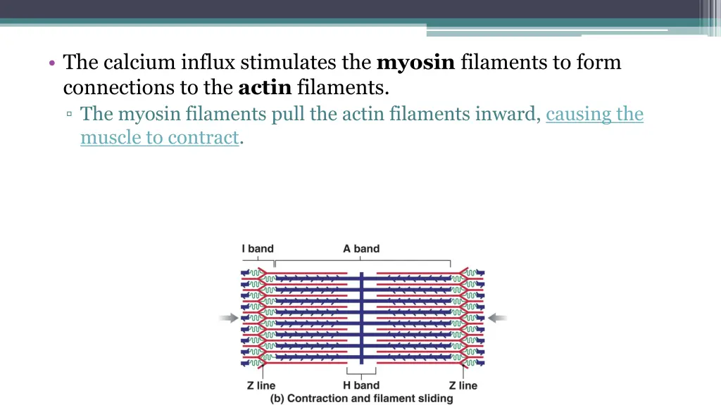 the calcium influx stimulates the myosin