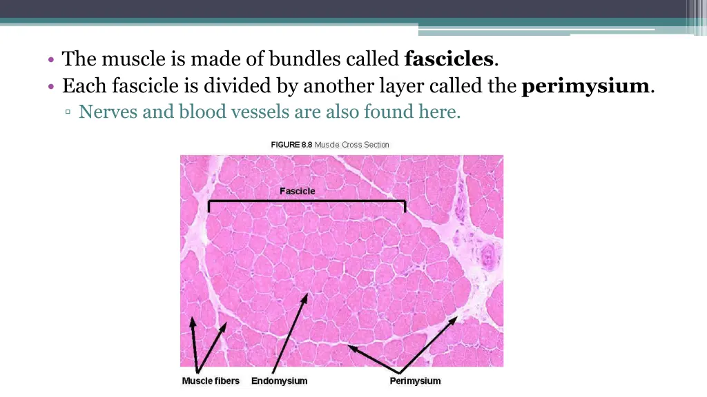 the muscle is made of bundles called fascicles