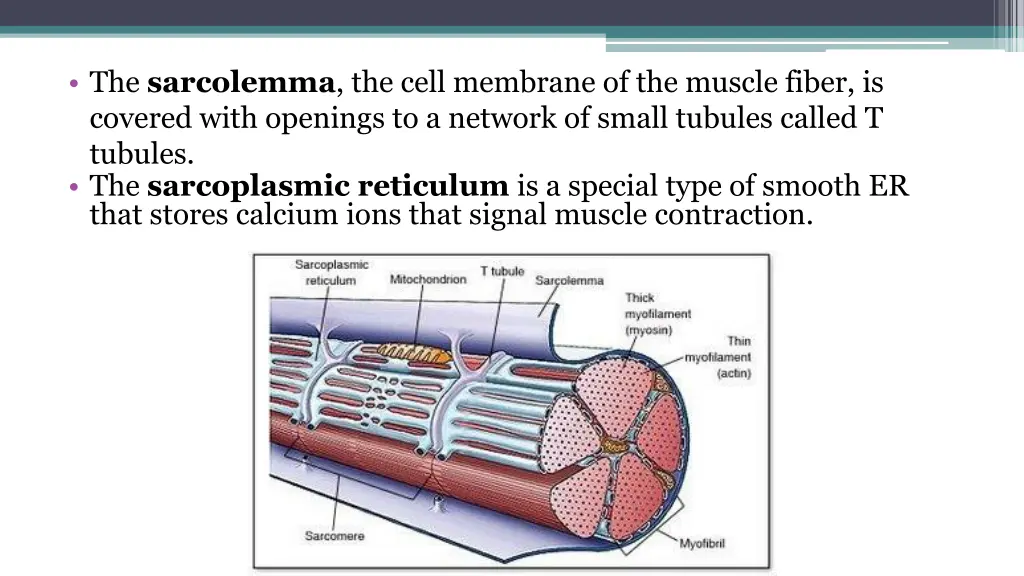 the sarcolemma the cell membrane of the muscle