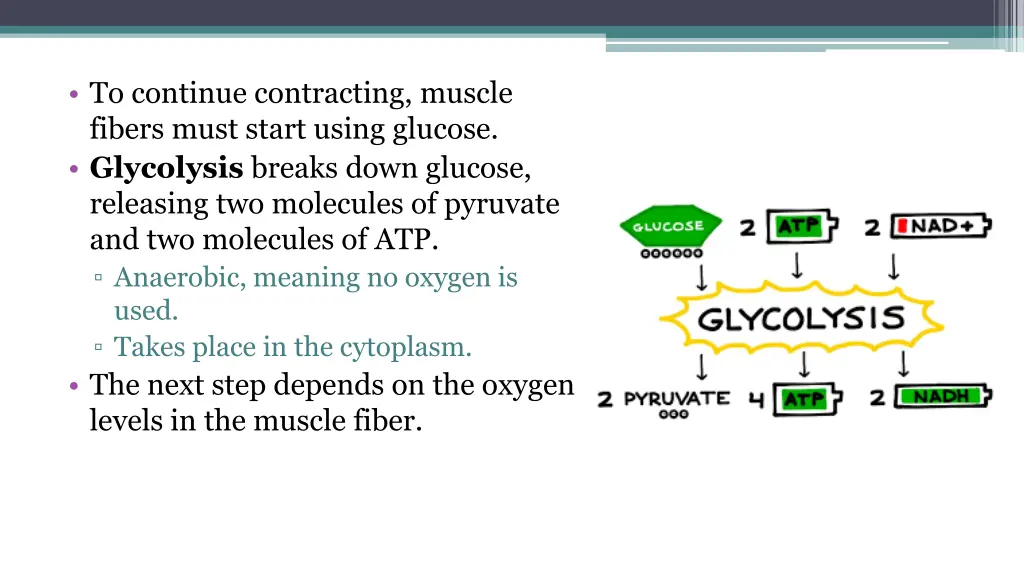 to continue contracting muscle fibers must start