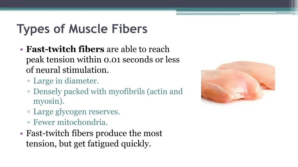 types of muscle fibers