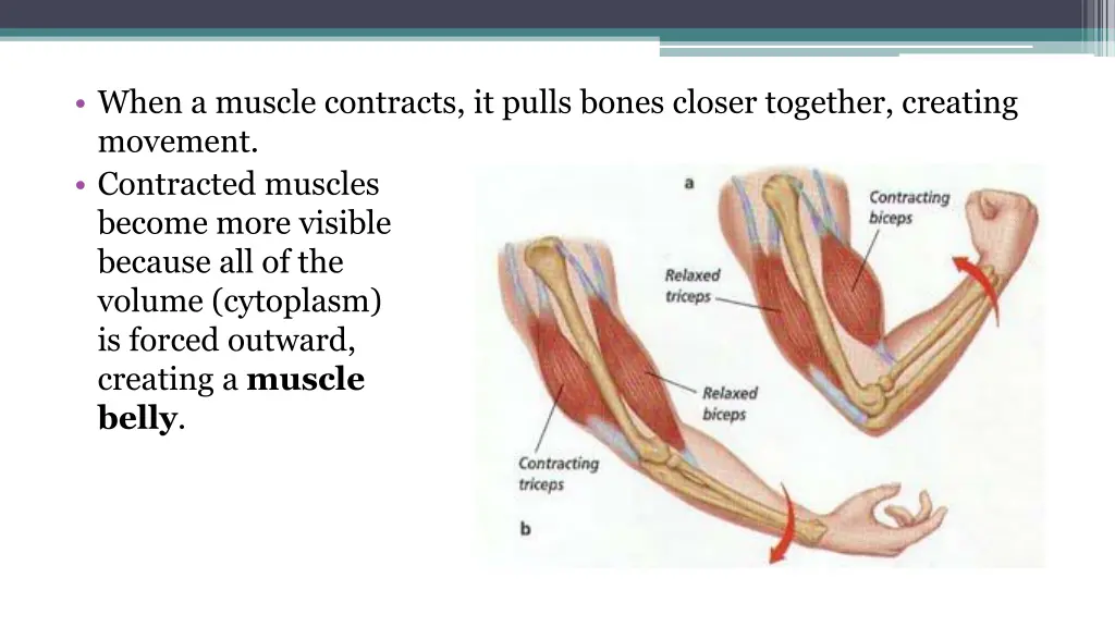 when a muscle contracts it pulls bones closer