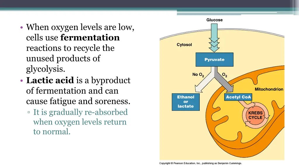 when oxygen levels are low cells use fermentation