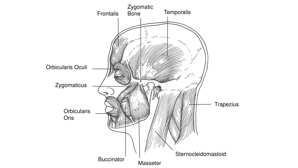 zygomatic bone