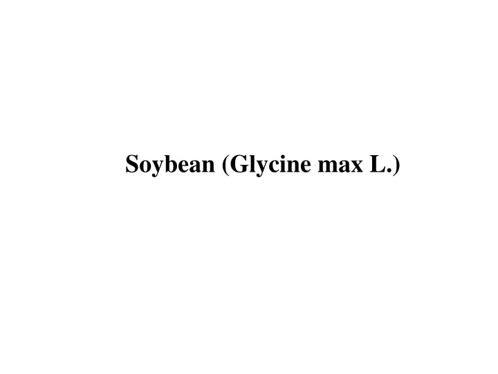 soybean glycine max l