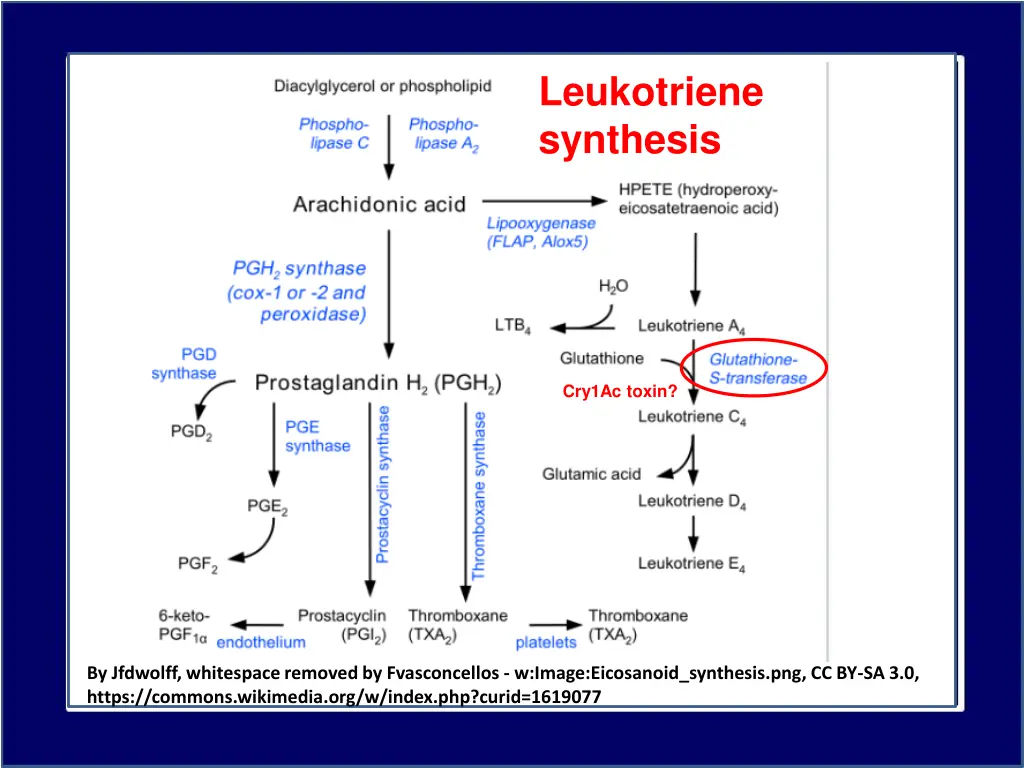 leukotriene synthesis