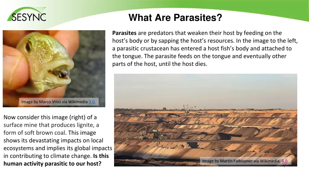 what are parasites