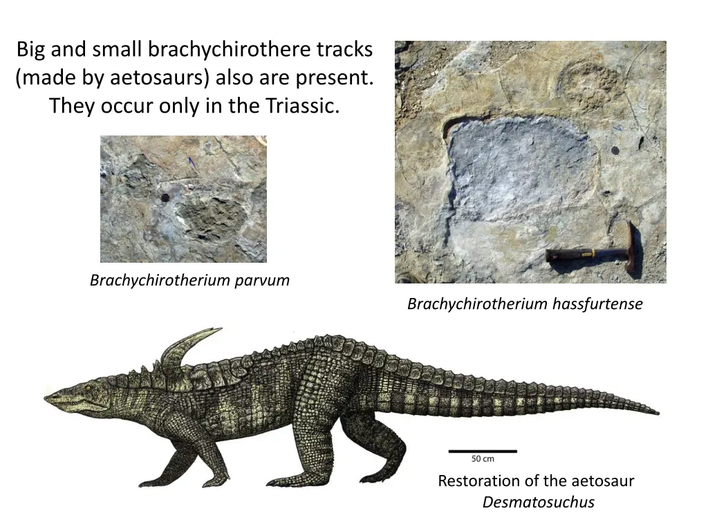 big and small brachychirothere tracks made