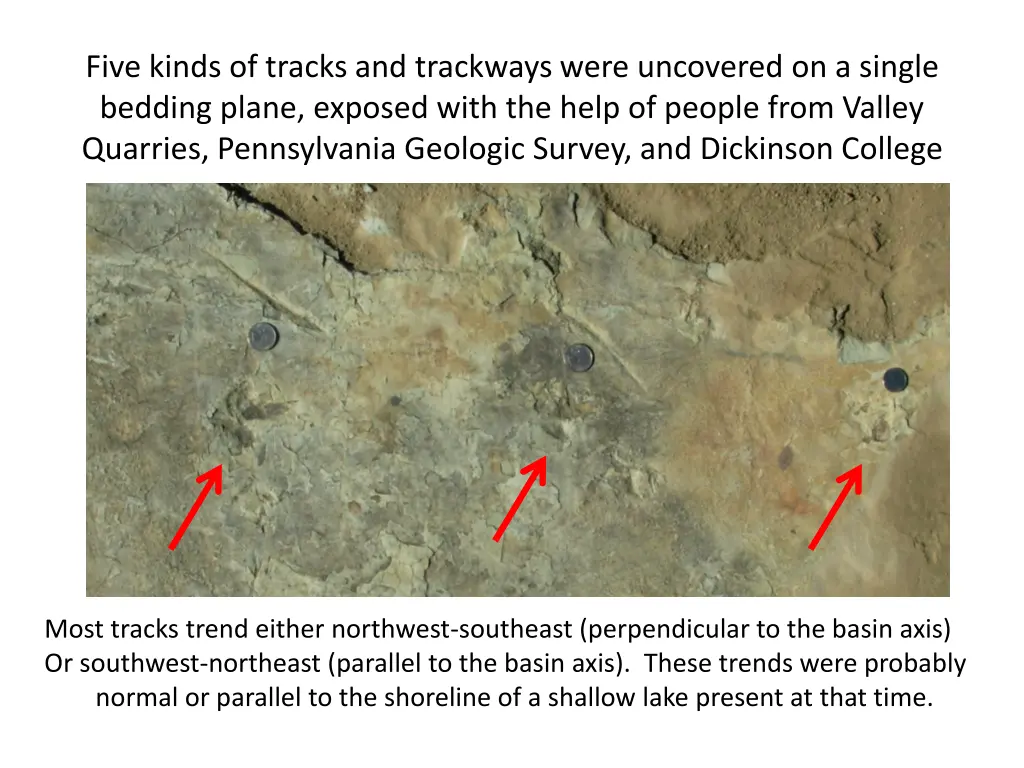 five kinds of tracks and trackways were uncovered