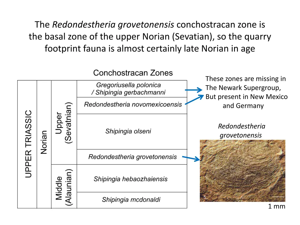 the redondestheria grovetonensis conchostracan