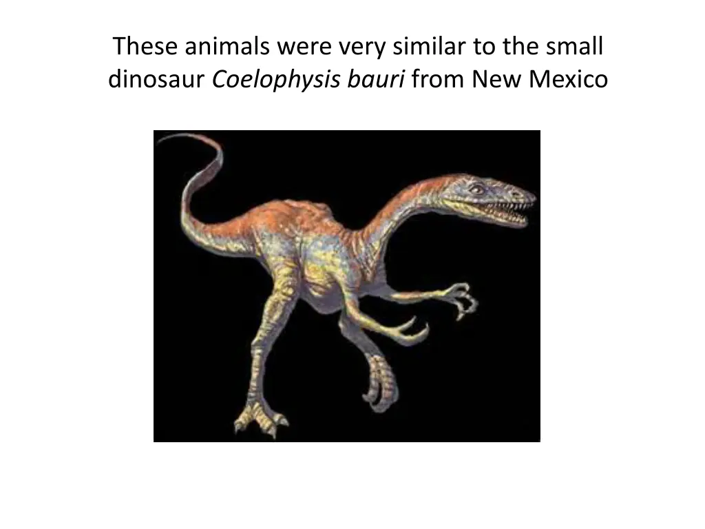 these animals were very similar to the small