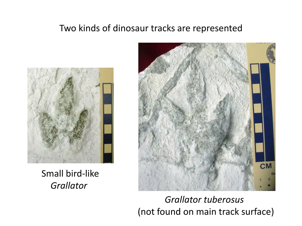 two kinds of dinosaur tracks are represented