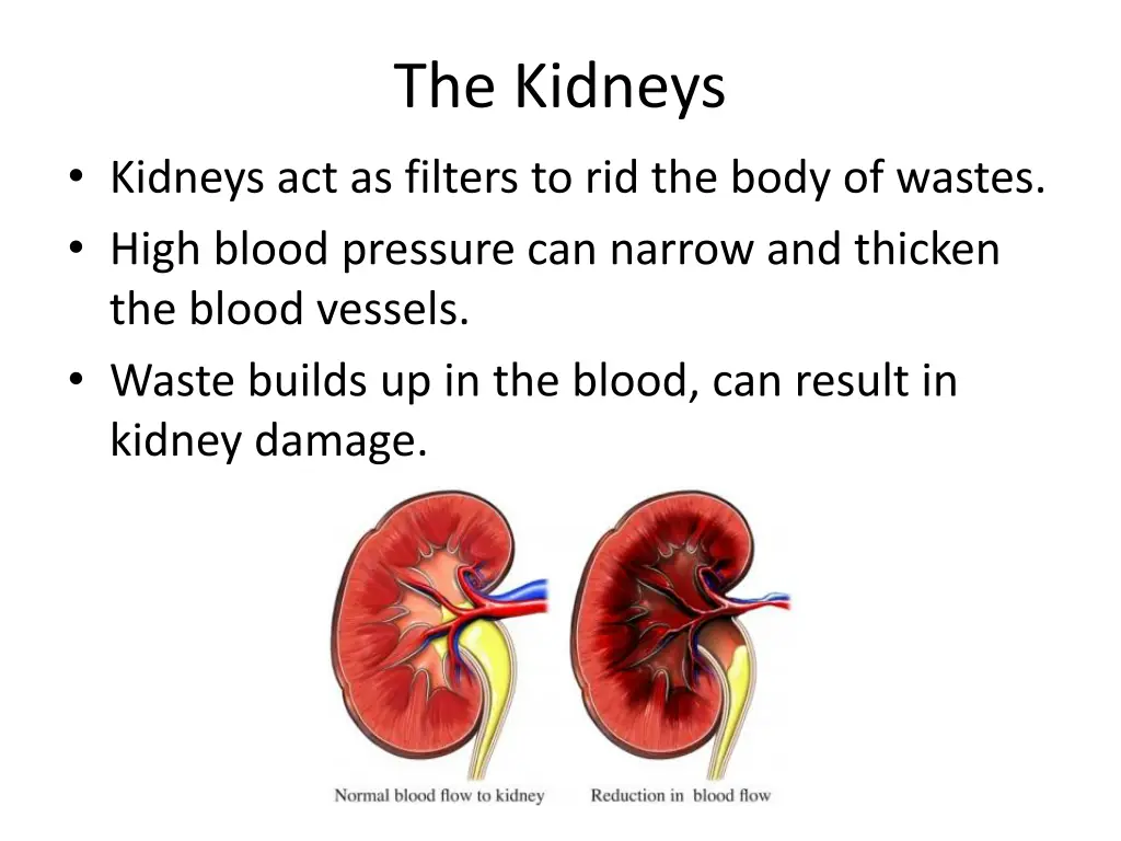 the kidneys