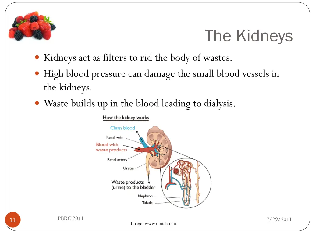 the kidneys