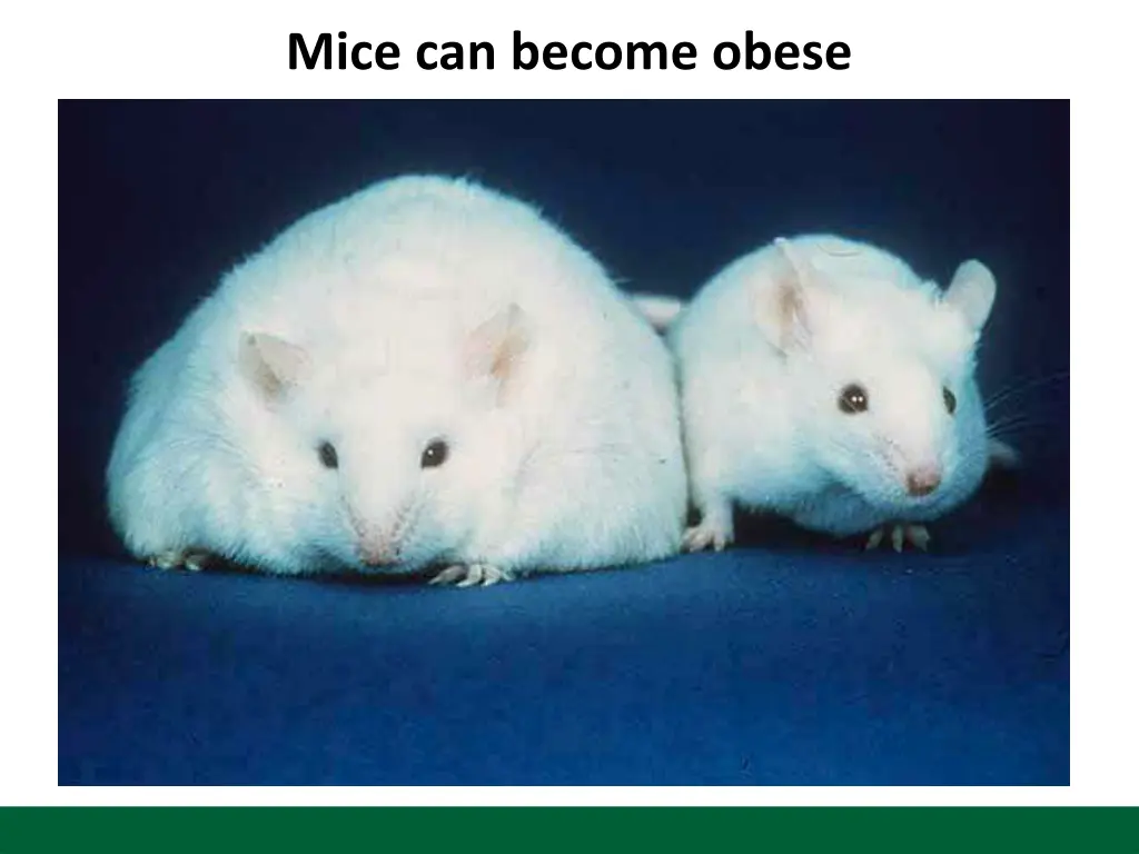 mice can become obese