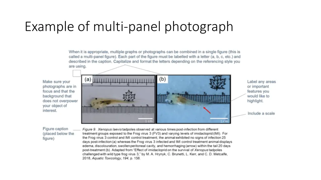 example of multi panel photograph