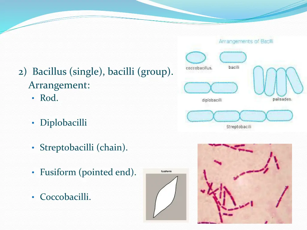 2 bacillus single bacilli group arrangement rod