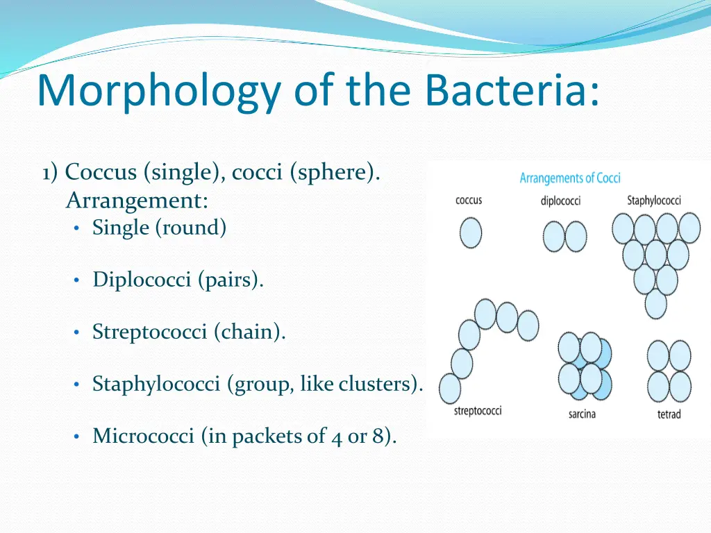 morphology of the bacteria