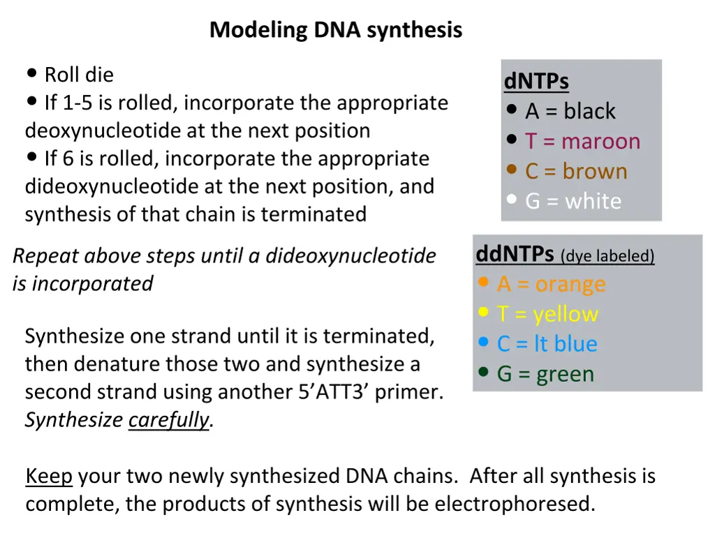 modeling dna synthesis