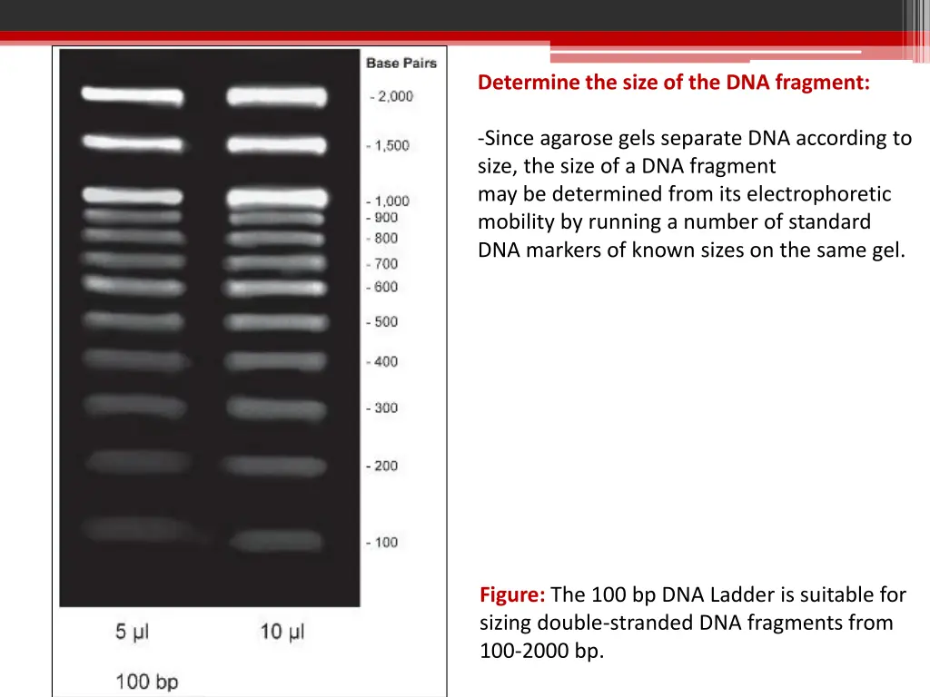 determine the size of the dna fragment