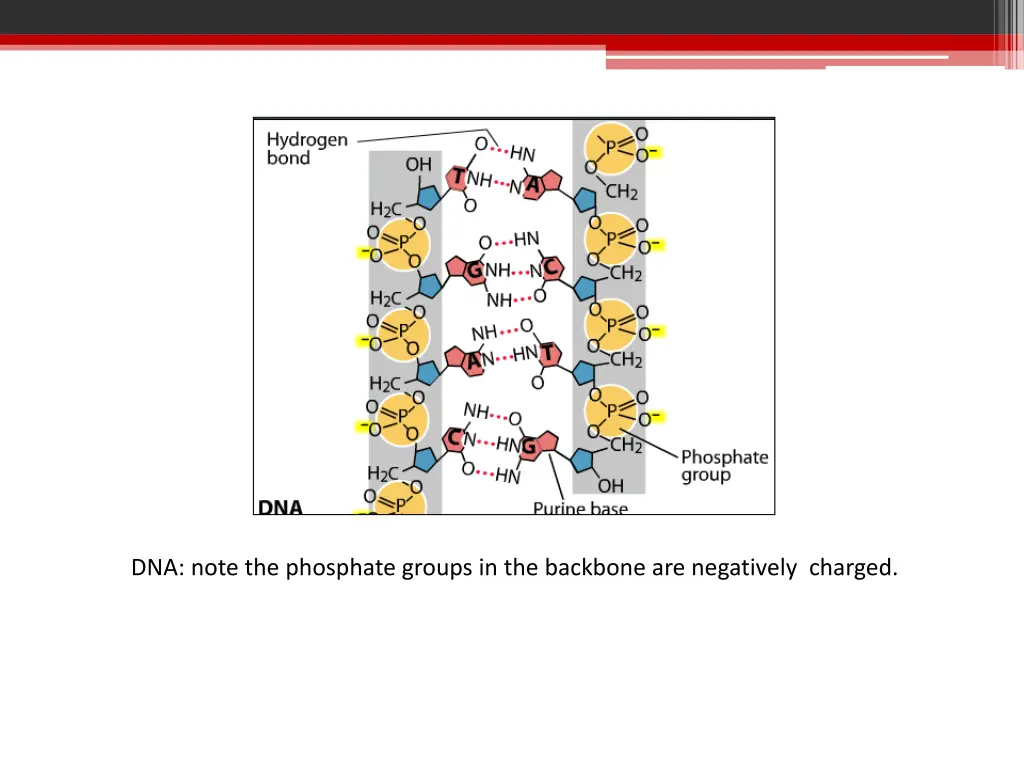 dna note the phosphate groups in the backbone