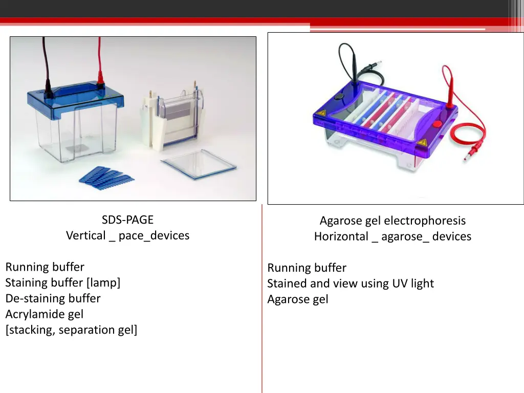 sds page