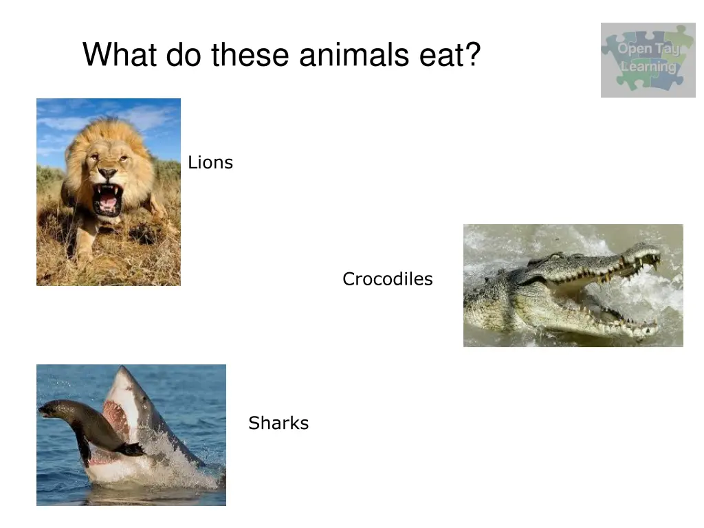 what do these animals eat 1