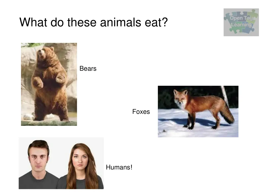 what do these animals eat 2