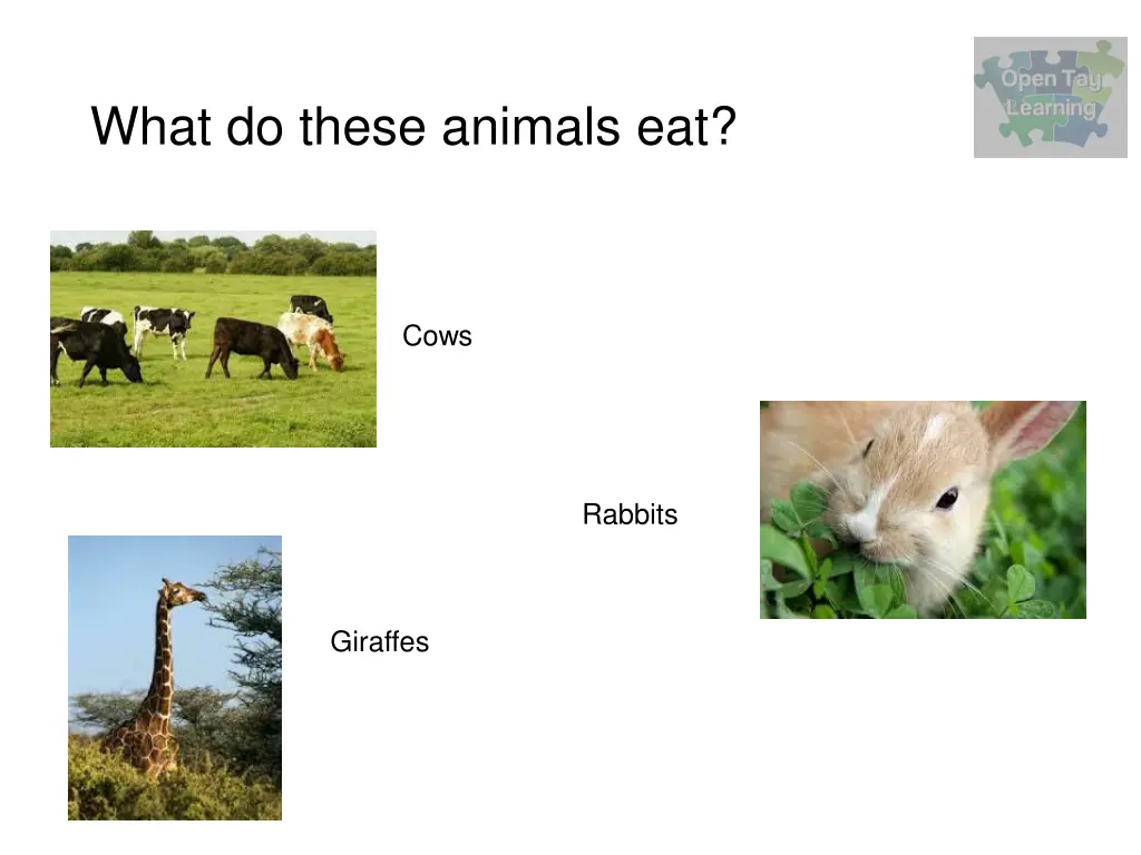 what do these animals eat