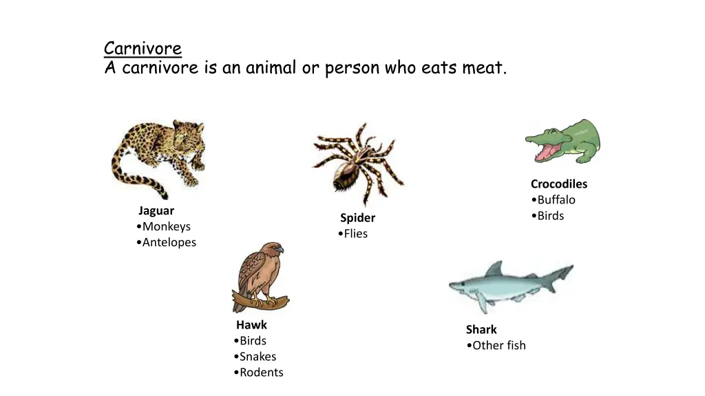 carnivore a carnivore is an animal or person