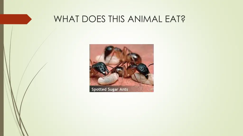 what does this animal eat 1