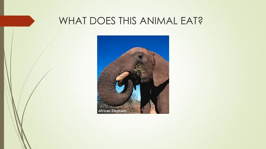 what does this animal eat 2