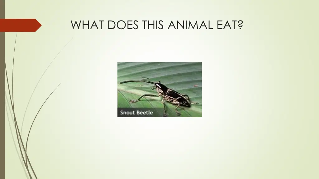 what does this animal eat 3