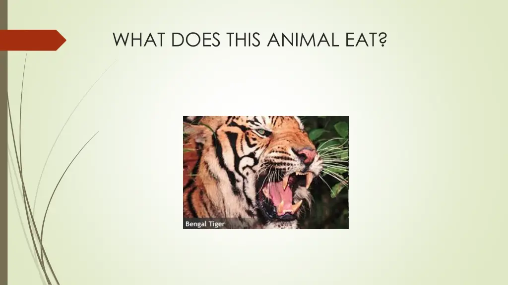 what does this animal eat 4