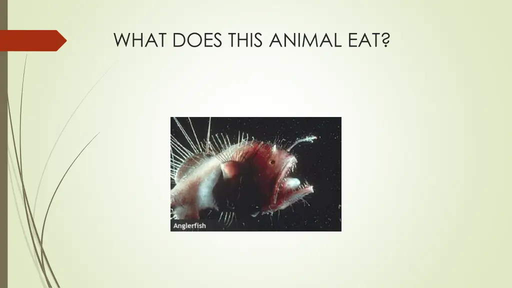 what does this animal eat 5