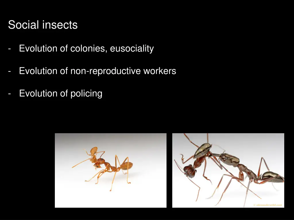 social insects