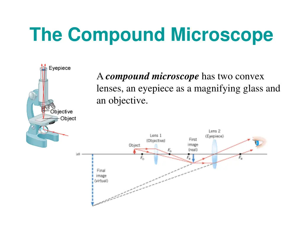 the compound microscope