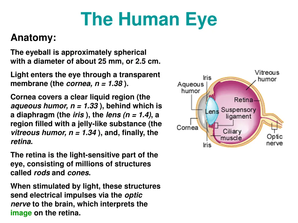 the human eye