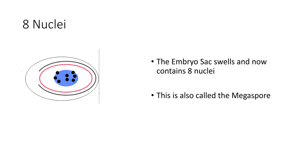 8 nuclei