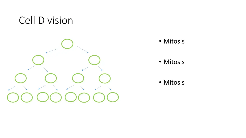 cell division