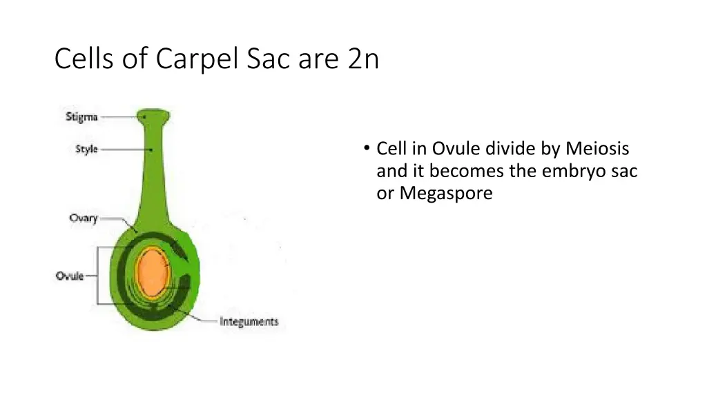 cells of carpel sac are 2n