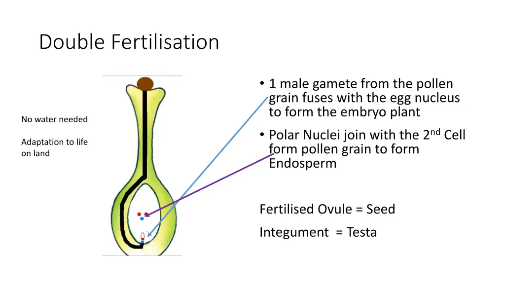 double fertilisation