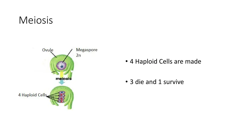 meiosis